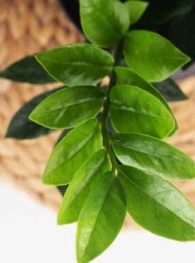 curry leaves for tips